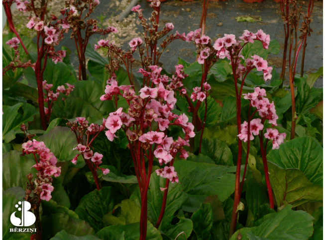 Bergenia   'Magic Giant'